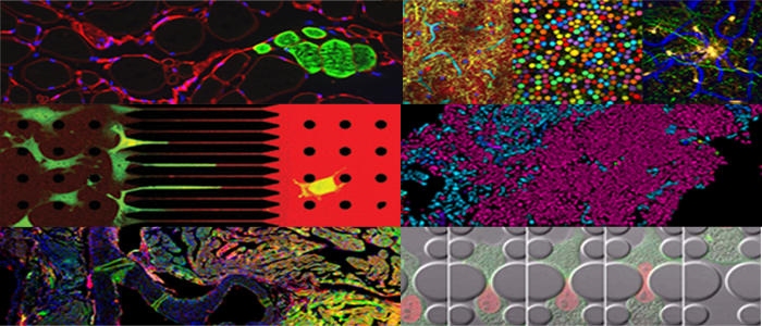 research area imaging grid