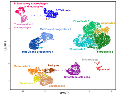 Single-cell transcriptomic map of human muscle tissue biopsies. Scanorama-integrated and batch-effect corrected transcriptomic atlas revealing a consensus description of 16 distinct muscle-tissue cell populations (Cosgrove Lab). 