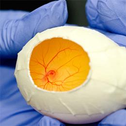 developing chick embryo in hand