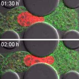 fibroblast migrating through a microfluidic device