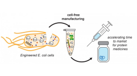 Cell-free extract derived from glycoengineered E. coli bacteria 